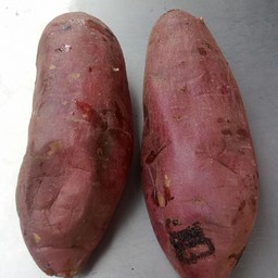 มันเผาญี่ปุ่นแท้ in stock 3