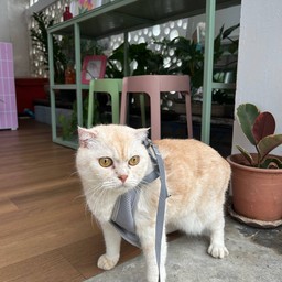 พี่ฮะเก๋า