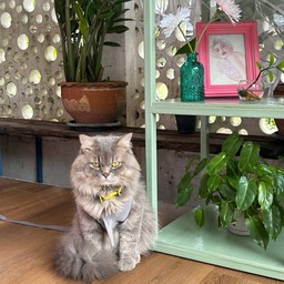 น้องเวกัส