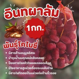 อินทผาลัม พันธุ์โคไนซี่ 1 กิโล กรอบ อร่อย