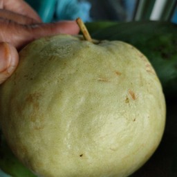 ฝรั่งสด