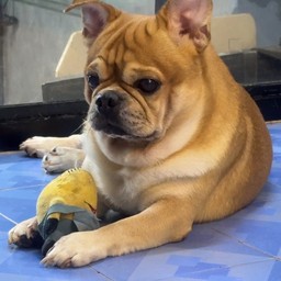 น้องอาเล่