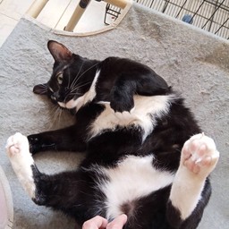 น้องขนุนหนัง