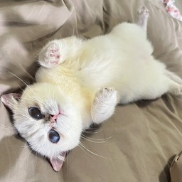 Tip น้องมารีนแมวจร 1ขวบ (อดีตกำพร้า ปัจจุบันกำแหง)