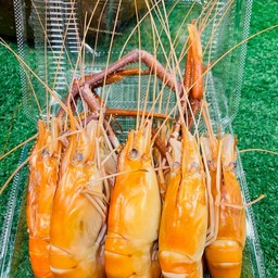 กุ้ง