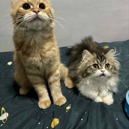 ทิปกัมบี้ตัวขวา (ลูกกะจ๊อก)