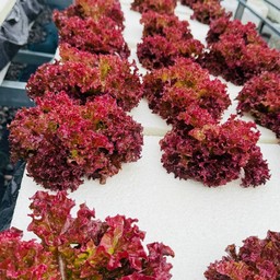 เรดคอรอล