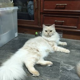 จกพุงสะเม๊าะแด๊ะ