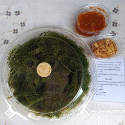 สาหร่าย