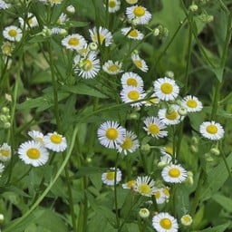 คิ้วท์ตี้ยาหยี