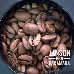 JANSON 569 PACAMARA