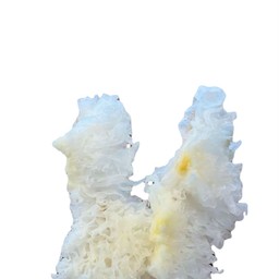 เห็ดหูหนูขาว