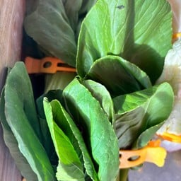 ผักกวางตุ้ง