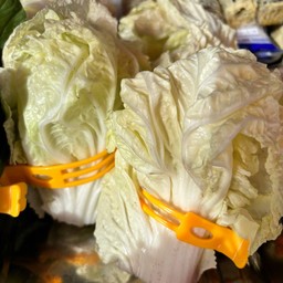ผักกาดขาว