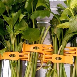 ผักขึ้นฉ่าย