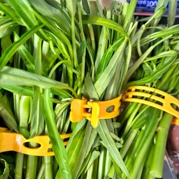 ผักบุ้ง