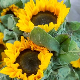 ทานตะวัน 1ดอก