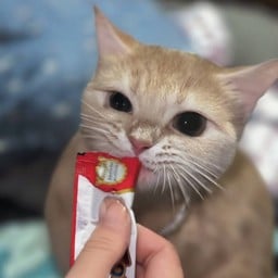 ทิปค่าเปียก น้องไลลา