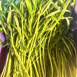 เพิ่มผักบุ้ง