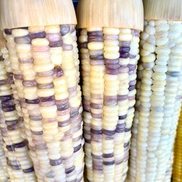 ข้าวโพดข้าวเหนียว