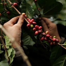 500g Ceresia Thai Blend