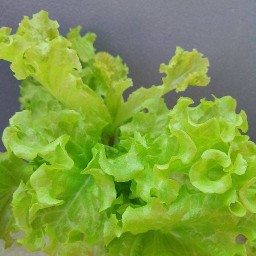 รักสุขภาพ( ผักสลัด)