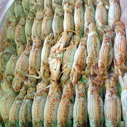 ปูม้ายำฟรีตัวละ40