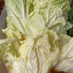 Chinese Cabbage