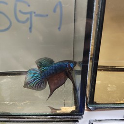 ปลากิบอีสานหางลาย(กีต้าร์)