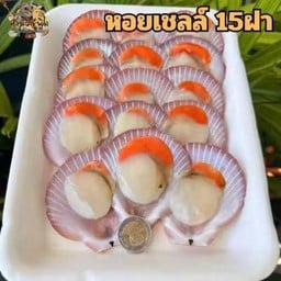 หอยเชลล์ไทย