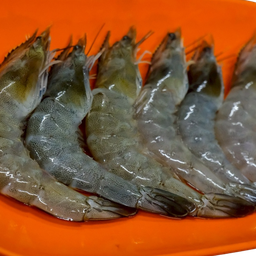 กุ้งขาว