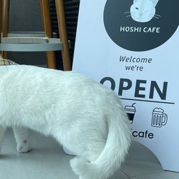 Hoshi cafe - โฮชิ คาเฟ่