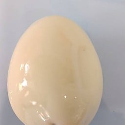 ไข่ต้ม (ฟอง)