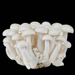 เห็ดชิเมจิขาว