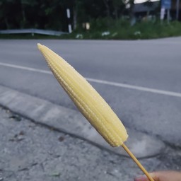 ซุ้มขาวปิ้งย่าง@บ้านกลาง