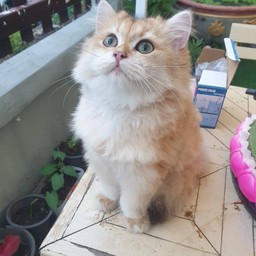 สายแบ๊ว น้อง อลิซ
