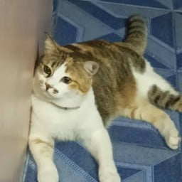 Tip หมูตุ๋นนน