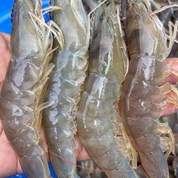 กุ้งสะดุ้งมะนาว ปรุงสุก พร้อมทาน