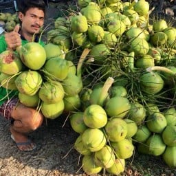 พร้าวหอมดำเนิน สามแยกกระจับ