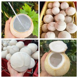 มะพร้าวเผาทั้งลูก  เย็นๆ สดชื่นๆ