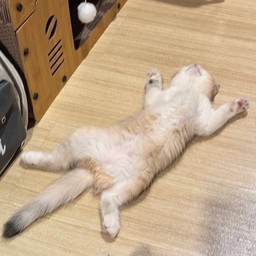 ทิปน้องมิกิ