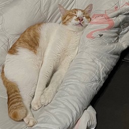 เอื้อยค้าบ บักหล่าอยากนอน