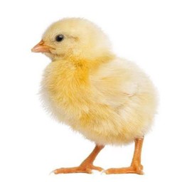 นักเก็ต