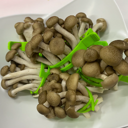 Shimeji Mushroom