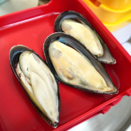 Mussels