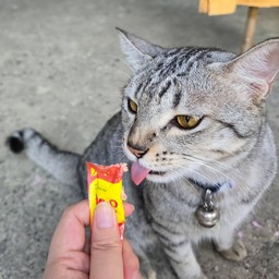 น้องนำโชค