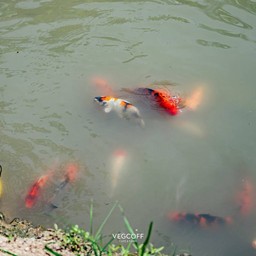 ให้อาหารน้องคราฟ