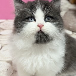 หล่อสุดในซอย