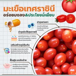 มะเขือเทศราชินี สดกรอบ