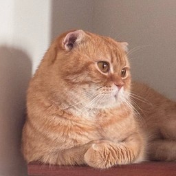 ทิปอาหารล็อตโต้